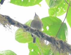 Vireo masteri