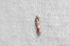 Stigmella multispicata