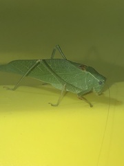 Microcentrum californicum