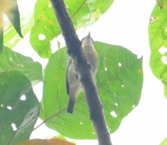 Vireo masteri