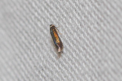 Stigmella multispicata