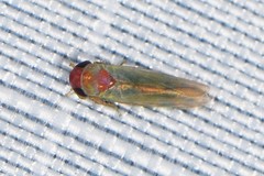 Coccineasca coccinea