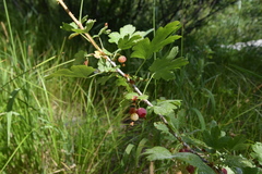 Ribes inerme