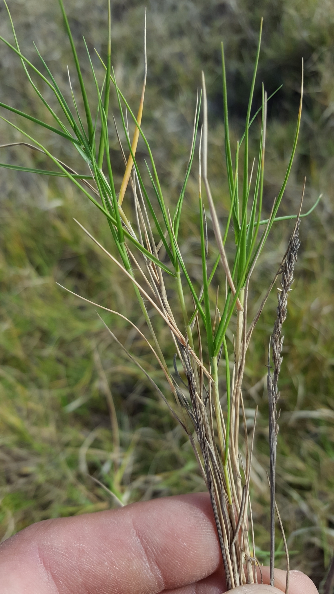 (c) François Rousseu, certains droits réservés (CC BY-NC) https://www.inaturalist.org/observations/128251158