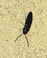 Dicrepidius corvinus