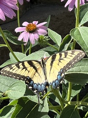 Papilio glaucus