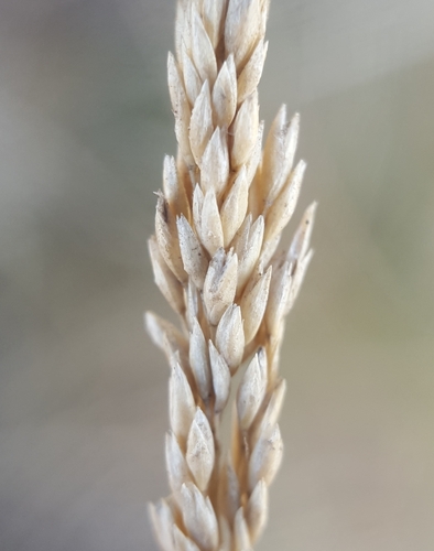 Sporobolus virginicus