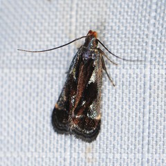 Dichomeris ochripalpella