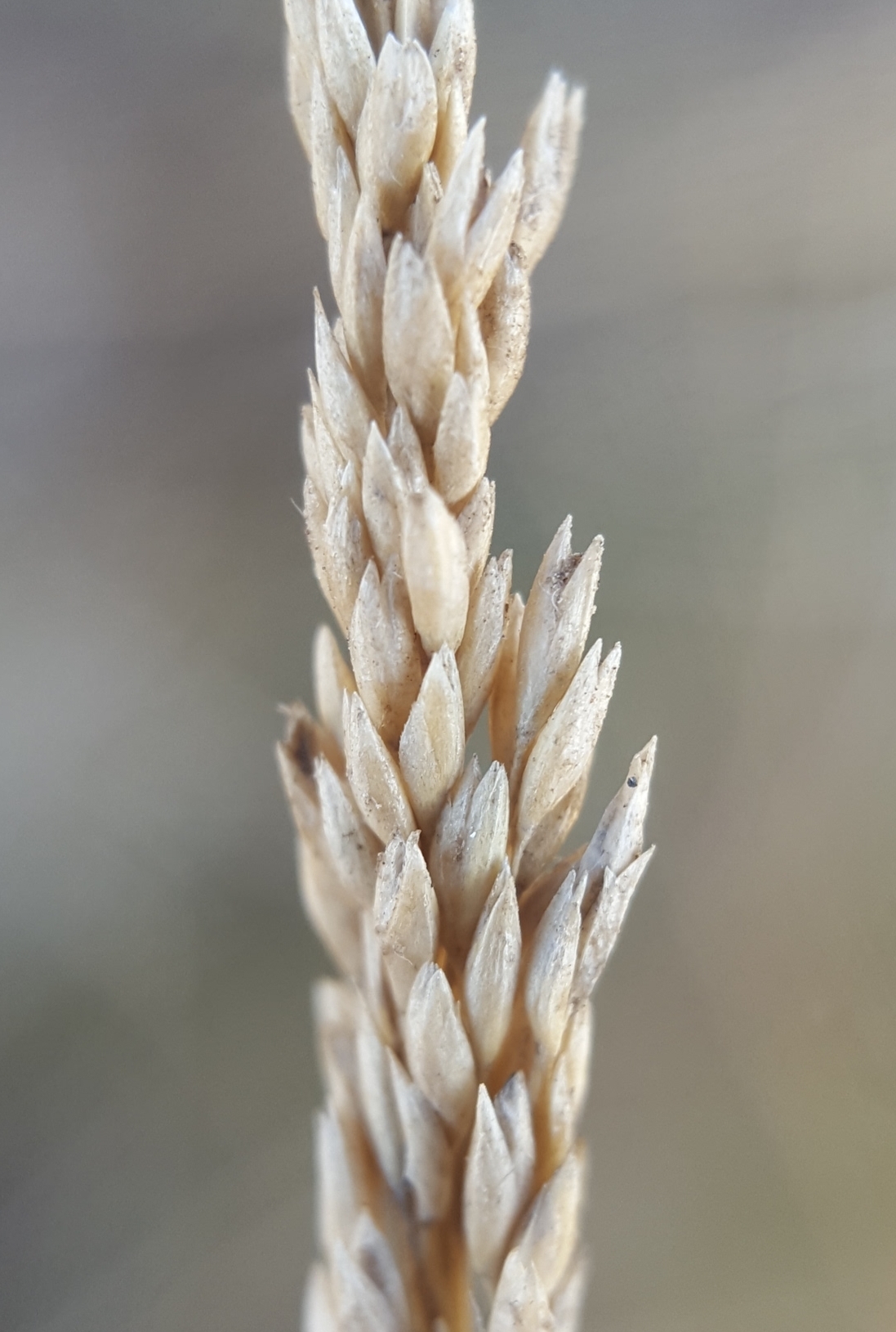 (c) François Rousseu, certains droits réservés (CC BY-NC) https://www.inaturalist.org/observations/128251158