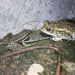 Lithobates pustulosus