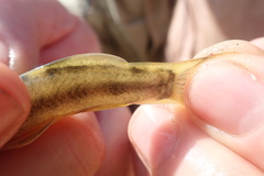 Amphilius uranoscopus