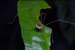 Sibambea rotunda