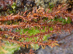 Cumagloia andersonii