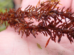 Cumagloia andersonii