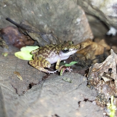 Eleutherodactylus interorbitalis