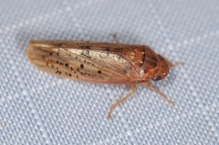 Ponana rubida