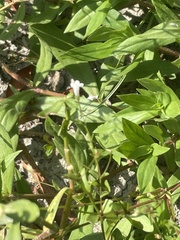 Lindernia anagallidea