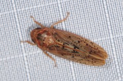 Ponana rubida