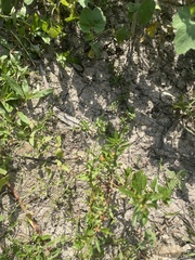 Lindernia anagallidea