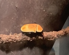 Eudicella tetraspilota