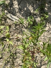 Lindernia anagallidea