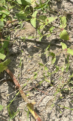 Lindernia anagallidea