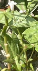 Lindernia anagallidea