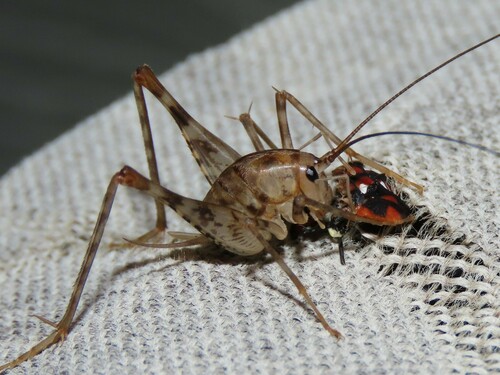 Greenhouse camel cricket