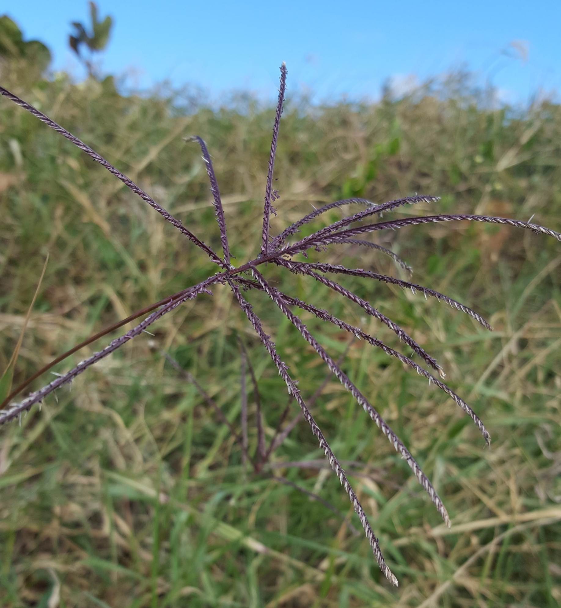 (c) François Rousseu, certains droits réservés (CC BY-NC) https://www.inaturalist.org/observations/128251550