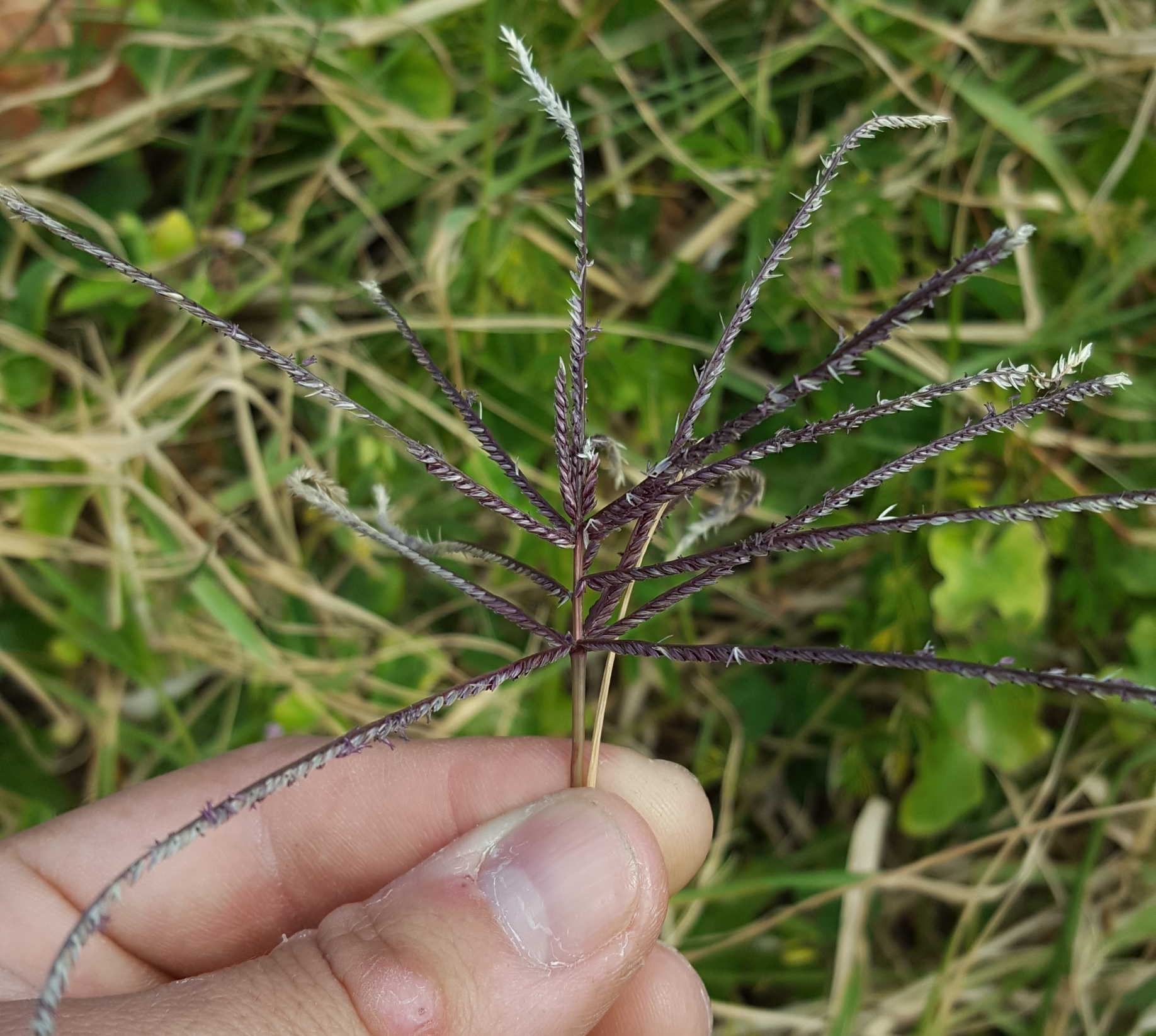 (c) François Rousseu, certains droits réservés (CC BY-NC) https://www.inaturalist.org/observations/128251550