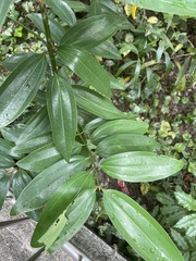 Cinnamomum iners