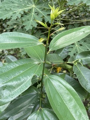 Cinnamomum iners