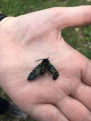 Chrysocale principalis