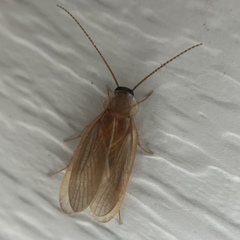 Compsodes schwarzi