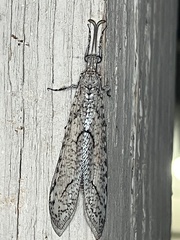 Purenleon inscriptus