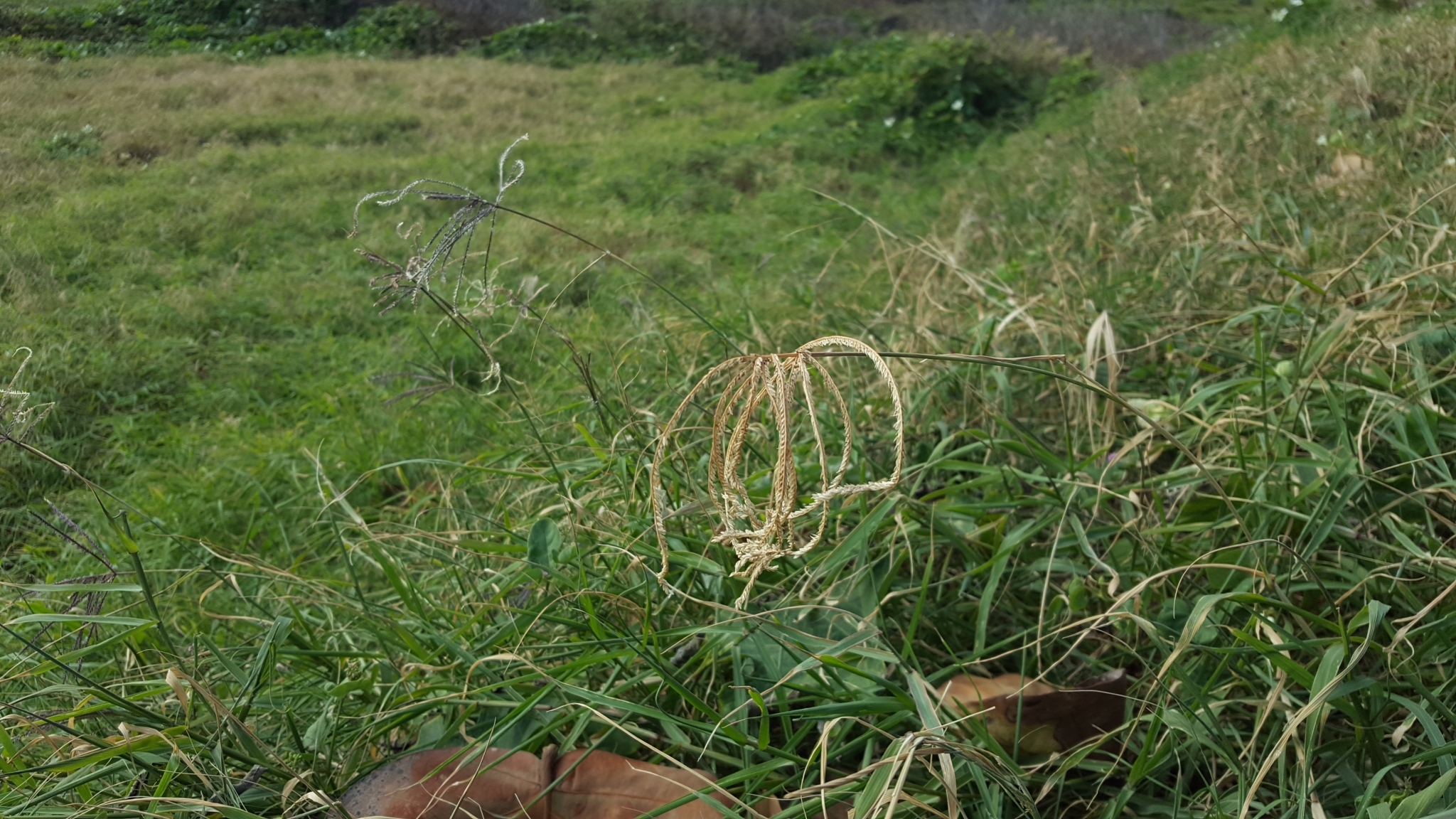 (c) François Rousseu, certains droits réservés (CC BY-NC) https://www.inaturalist.org/observations/128251550