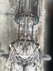 Purenleon inscriptus