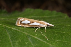 Catoptria mytilella