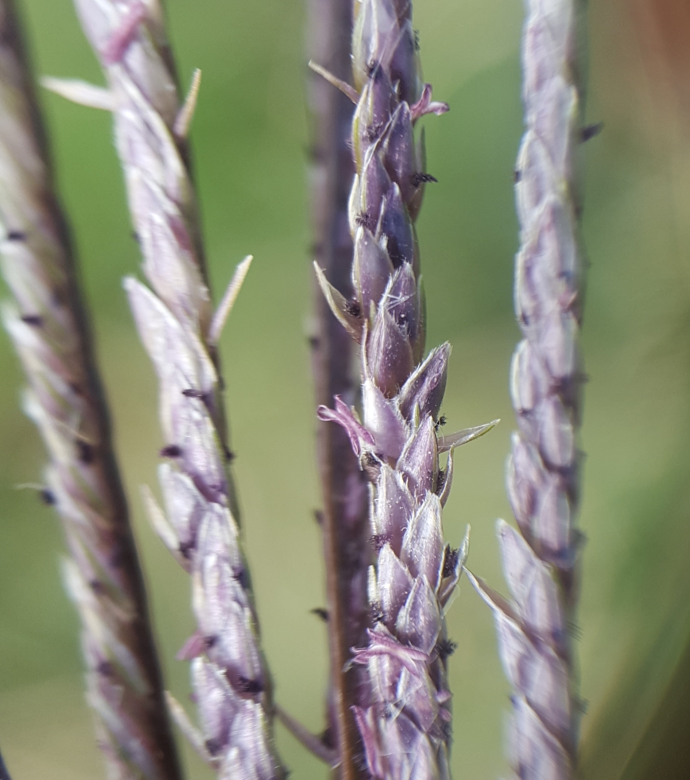 (c) François Rousseu, certains droits réservés (CC BY-NC) https://www.inaturalist.org/observations/128251550