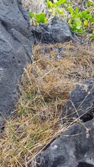 Fimbristylis cymosa