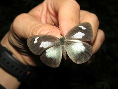 Leptophobia caesia phanokia