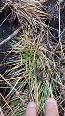 Fimbristylis cymosa