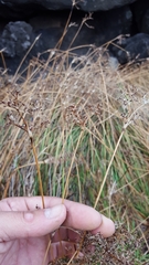 Fimbristylis cymosa