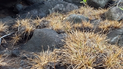 Fimbristylis cymosa