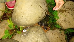 Carettochelys insculpta