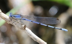 Argia lacrimans