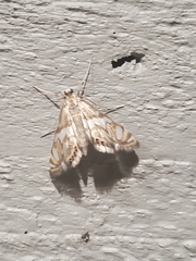 Neocataclysta magnificalis
