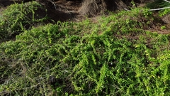 Lycium mascarenense