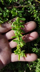 Lycium mascarenense