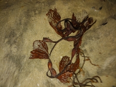 Macrocystis pyrifera